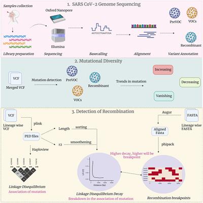Unraveling the genetic evolution of SARS-CoV-2 Recombinants using mutational dynamics across the different lineages